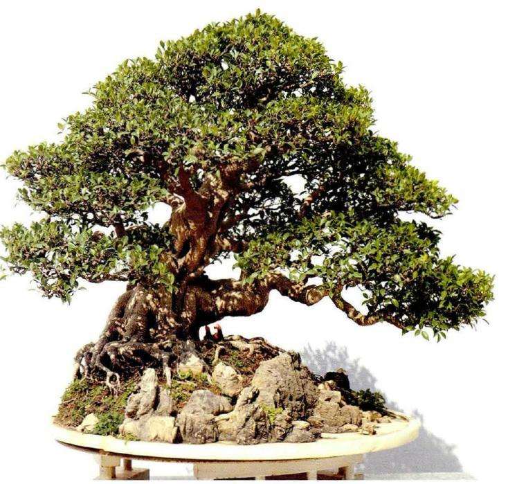 2020年广州盆景展作园林博览会品选登""