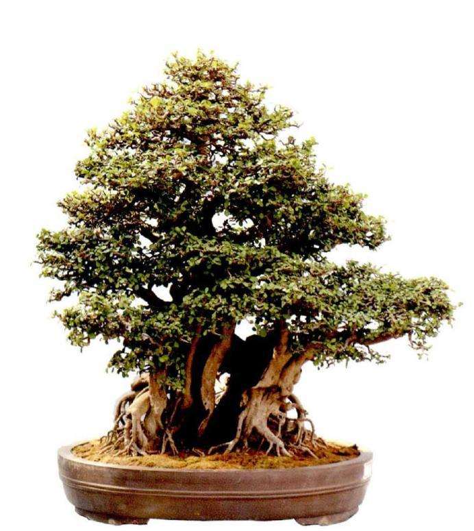 2020年广州盆景展作园林博览会品选登