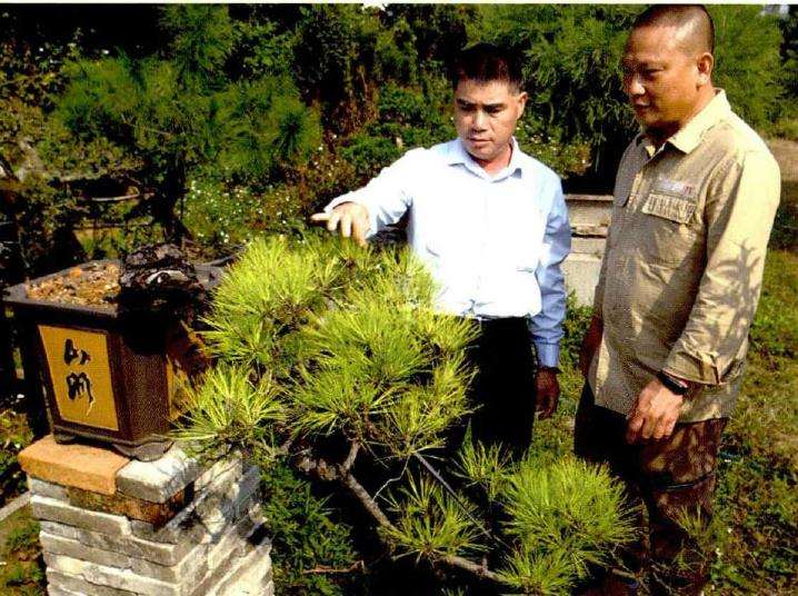 松树盆景平时水肥 您是怎么把握的