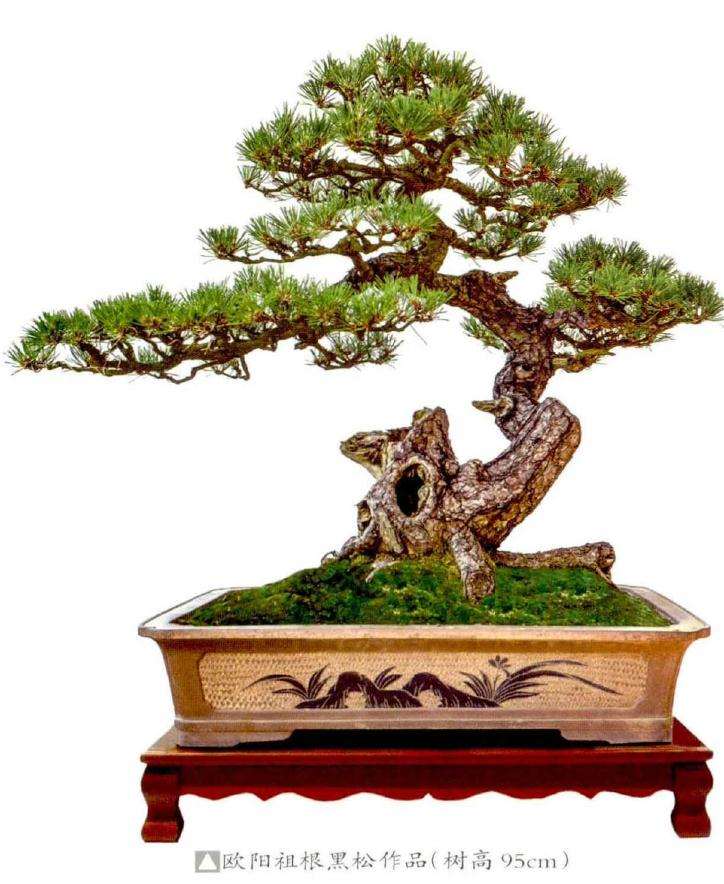 松树盆景根据什么情况确定换盆