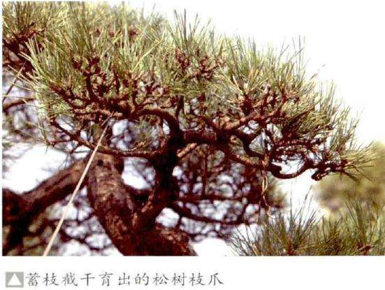 松树盆景的蓄枝截干应注意什么问题