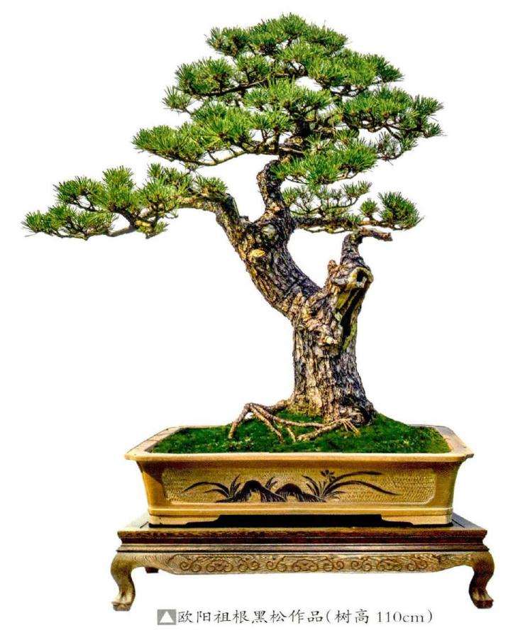 松树盆景造型的重点和难点在哪里