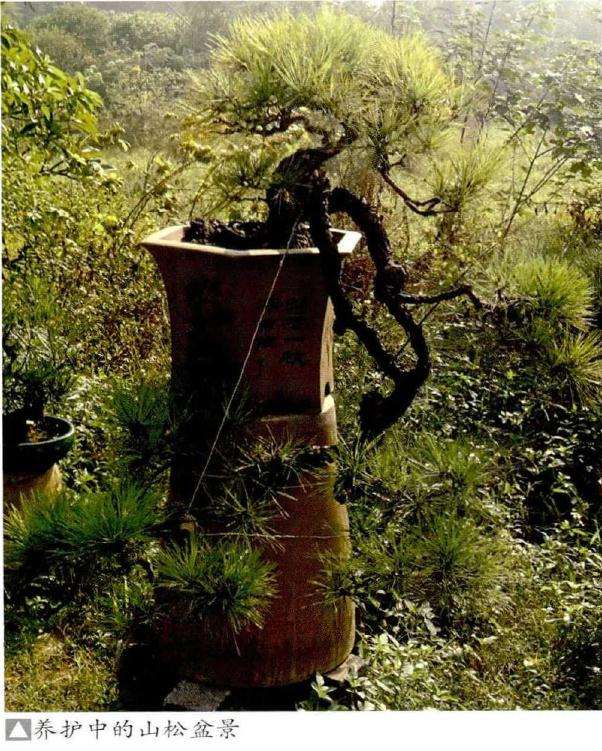 松树盆景造型的重点和难点在哪里
