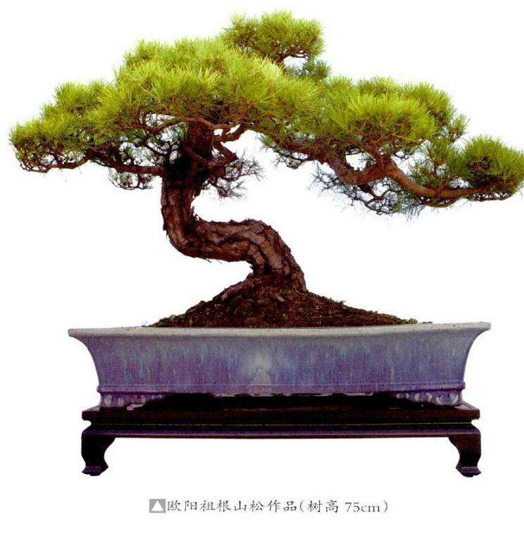 怎样才能让松树盆景的最佳状态参展