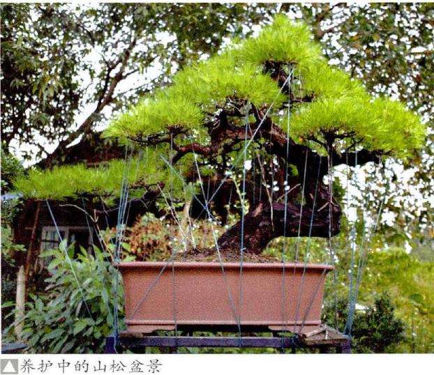 怎样才能让松树盆景的最佳状态参展