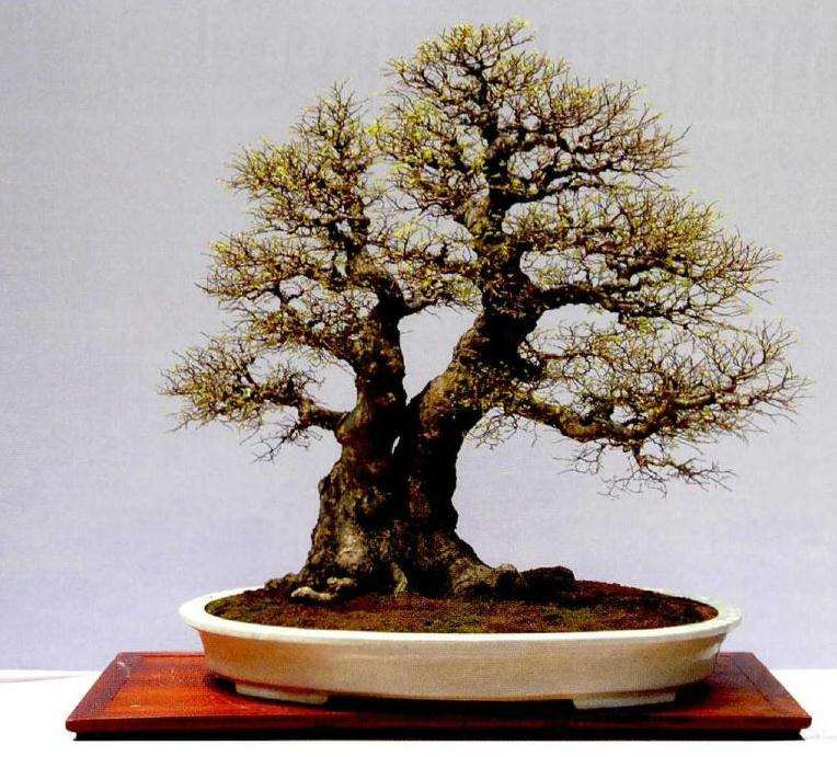 关于岭南盆景传承发展的几个问题