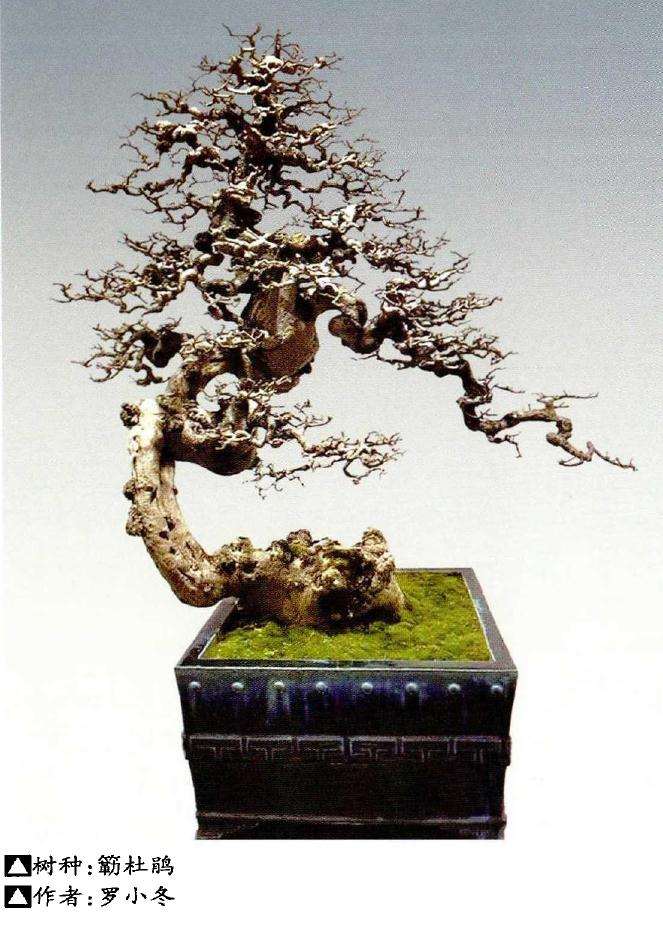 关于岭南盆景传承发展的几个问题