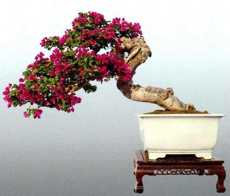 学习借鉴与坚持岭南盆景的特色