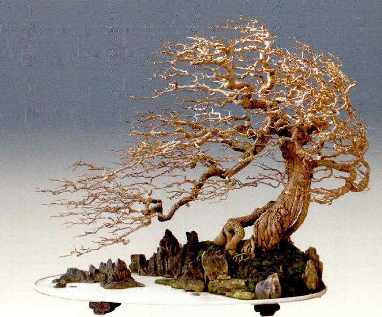 学习借鉴与坚持岭南盆景的特色