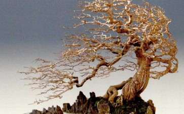 学习借鉴与坚持岭南盆景的特色