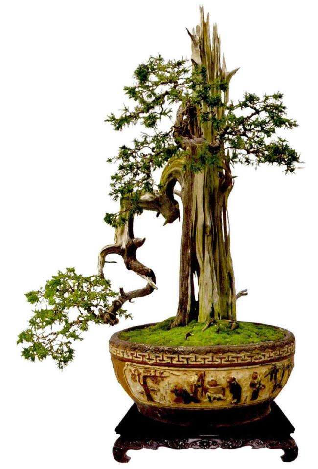 岭南盆景怎么遵循规律与打破规则的方法