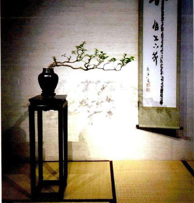 岭南盆景怎么遵循规律与打破规则的方法