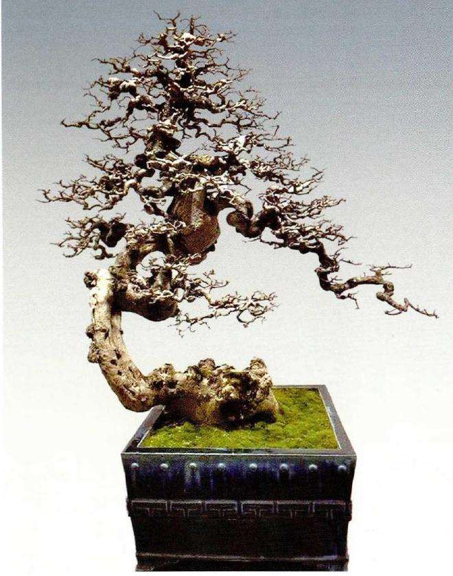 岭南盆景怎么创新提高与推动普及