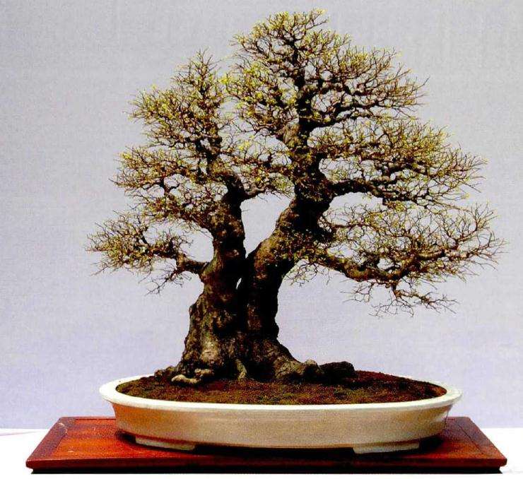 岭南盆景怎么创新提高与推动普及