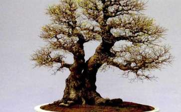 岭南盆景怎么创新提高与推动普及