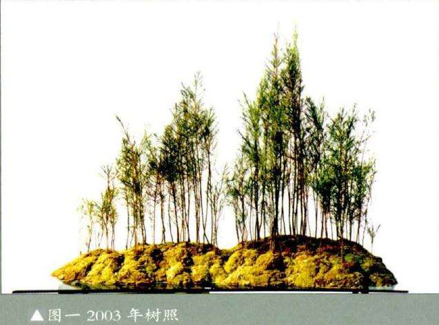 麻黄小苗可否利用做个丛林盆景