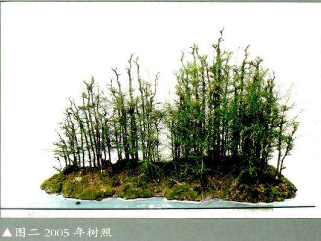 麻黄小苗可否利用做个丛林盆景