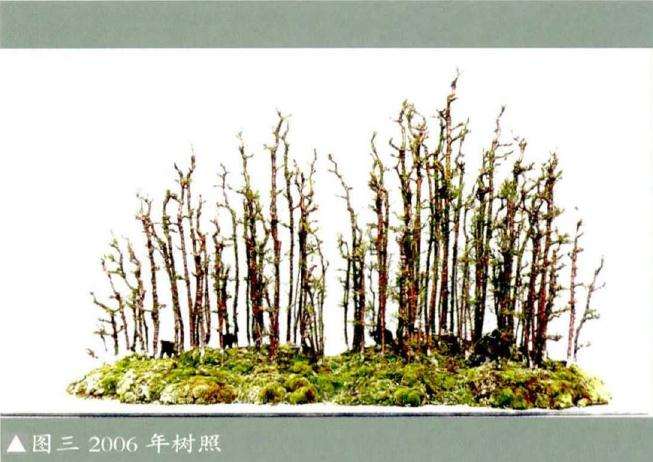 麻黄小苗可否利用做个丛林盆景