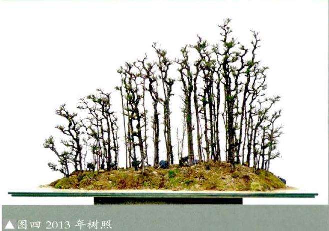 麻黄小苗可否利用做个丛林盆景