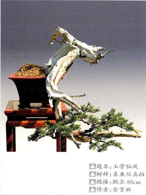 金育林和他的知春盆景园