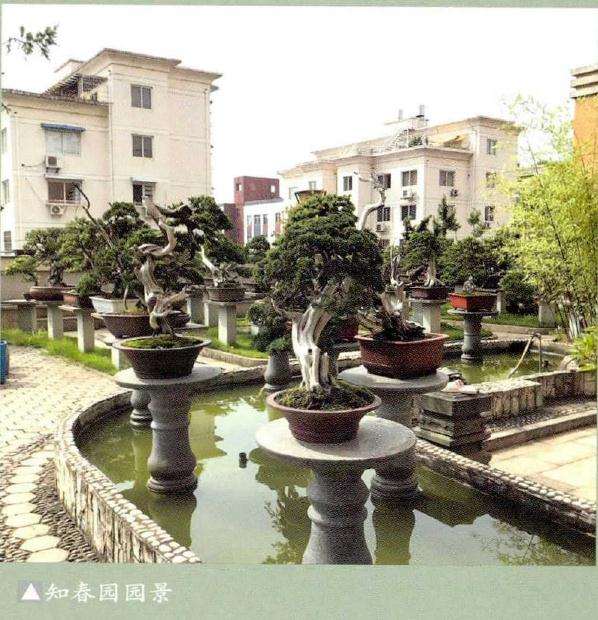 金育林和他的知春盆景园