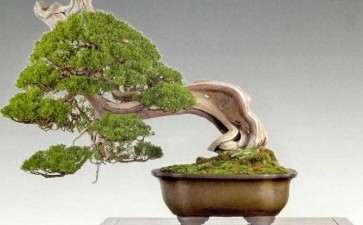 第94届日本国风展在新冠疫情期间举办