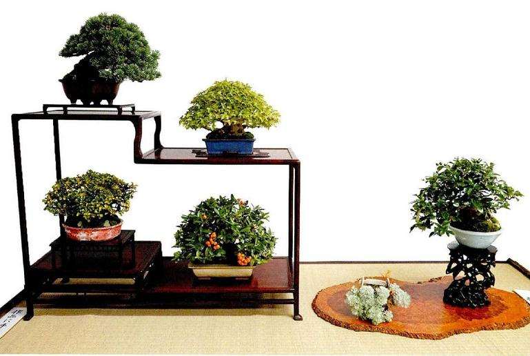 2020年曰本盆景见闻录秋雅展