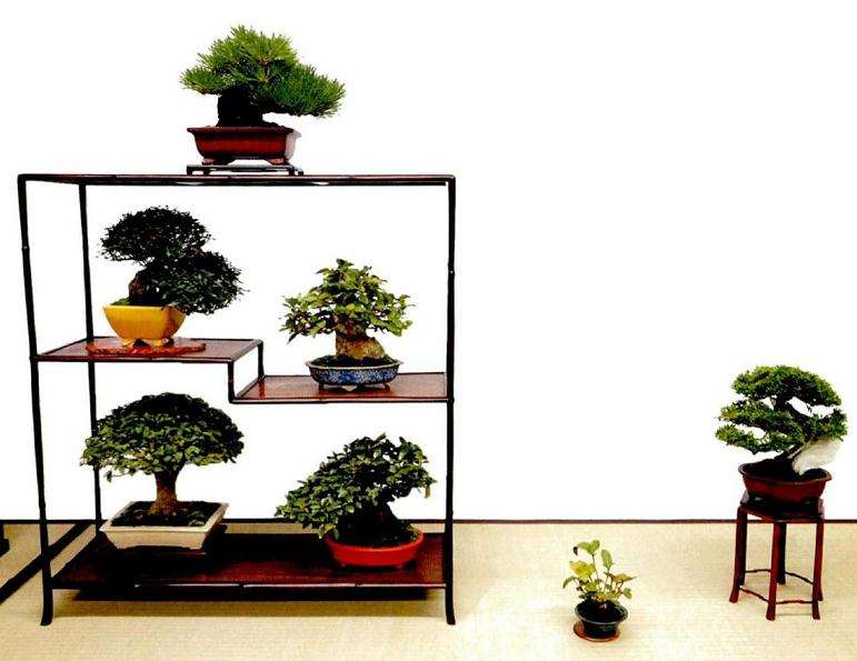 2020年曰本盆景见闻录秋雅展