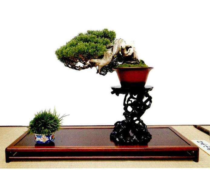 2020年曰本盆景见闻录秋雅展