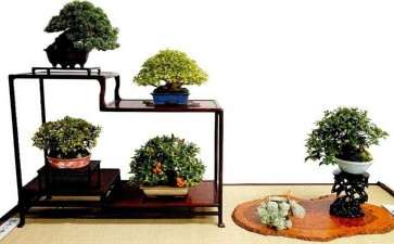 2020年曰本盆景见闻录秋雅展