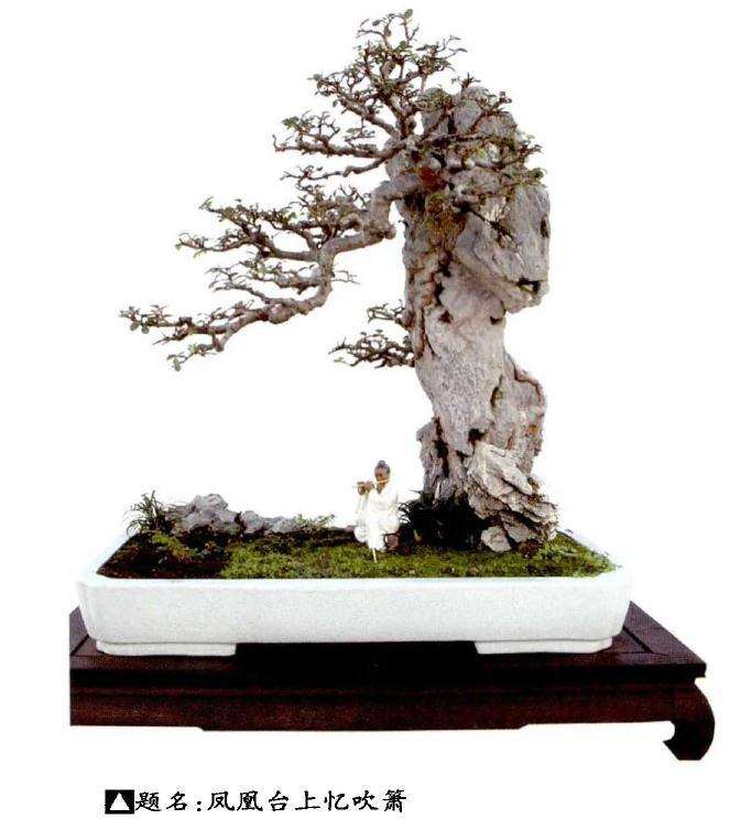 榆树盆景怎么上盆造型的3个方法