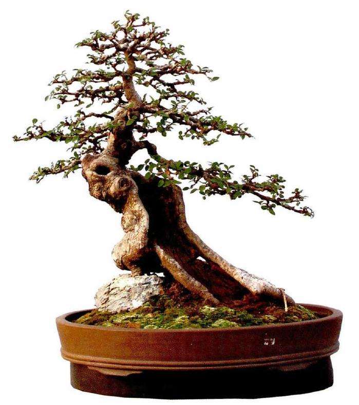 榆树盆景怎么上盆造型的3个方法