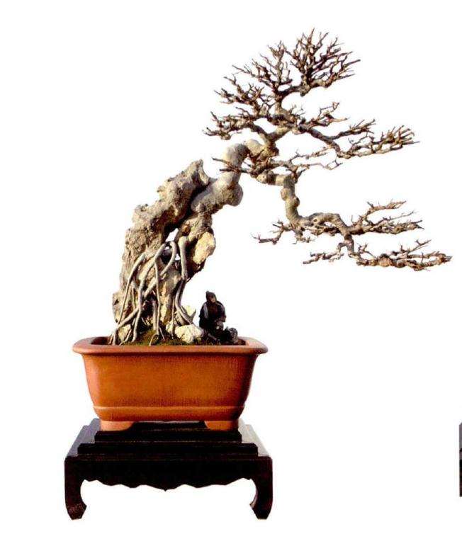 榆树盆景怎么养护管理的3个方法