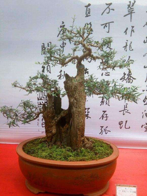 云南首条通海古城盆景艺术主题街