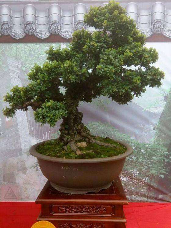 云南首条通海古城盆景艺术主题街