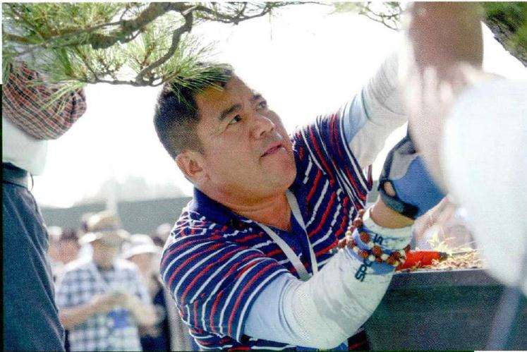 图解 松树盆景《松韵》创作的过程