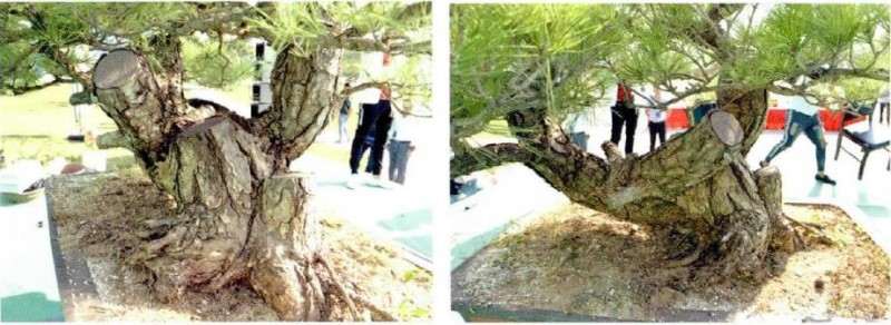 图解 松树盆景《松韵》创作的过程