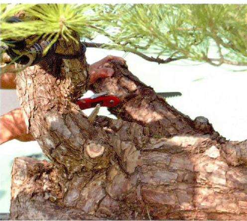 图解 松树盆景《松韵》创作的过程