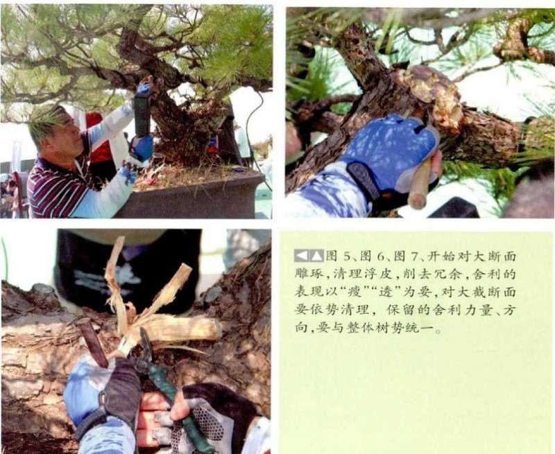 图解 松树盆景《松韵》创作的过程