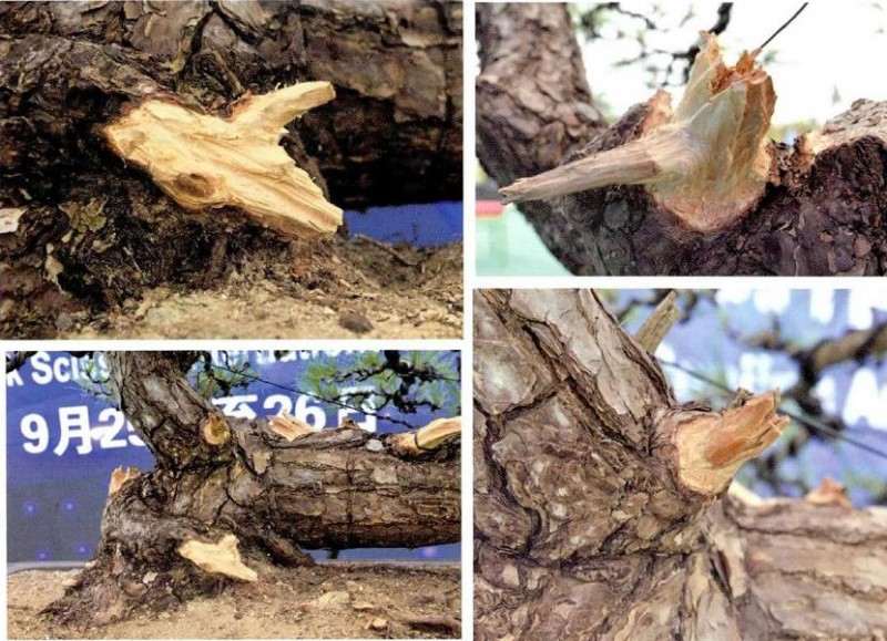 图解 松树盆景《松韵》创作的过程