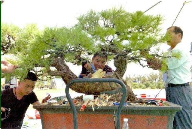 图解 松树盆景《松韵》创作的过程