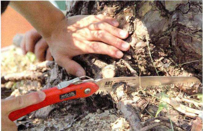 图解 松树盆景《松韵》创作的过程