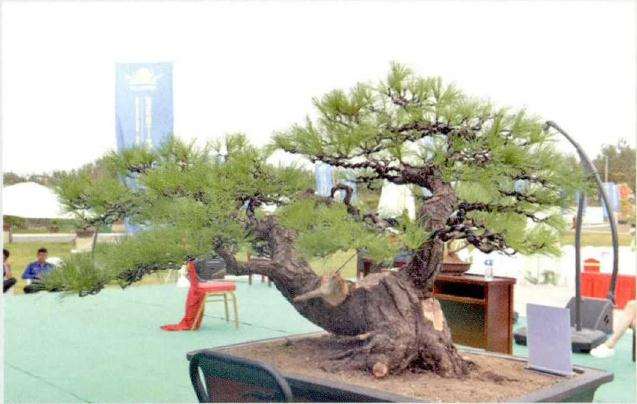 图解 松树盆景《松韵》创作的过程