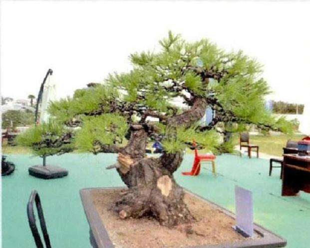 图解 松树盆景《松韵》创作的过程