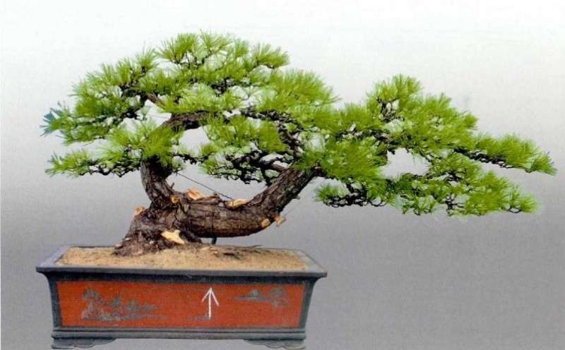 图解 松树盆景《松韵》创作的过程