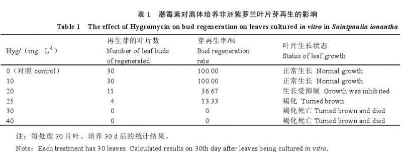 潮霉素对培养非洲紫罗兰叶片的生长抑制