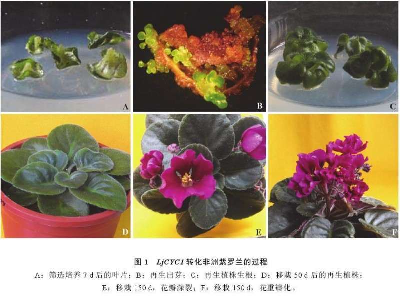 潮霉素对培养非洲紫罗兰叶片的生长抑制