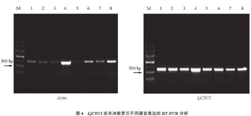 潮霉素对培养非洲紫罗兰叶片的生长抑制