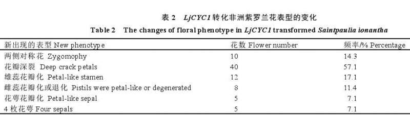 非洲紫罗兰转基因植株的3个表型
