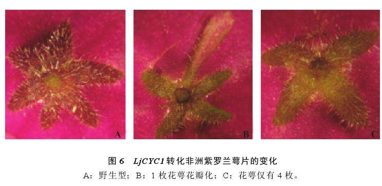 非洲紫罗兰转基因植株的3个表型